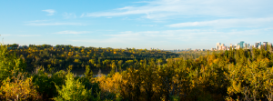 A large tree in a field
Description automatically generated